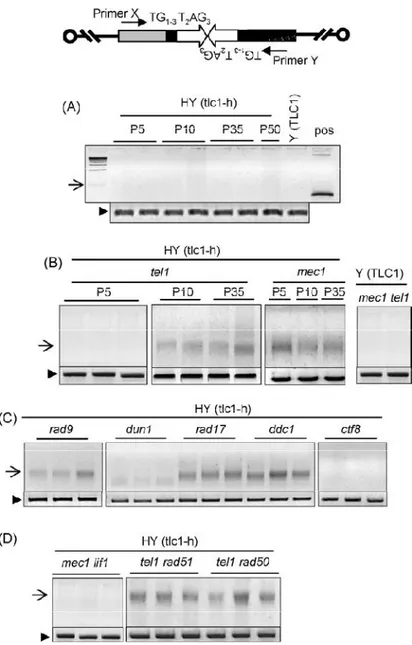 Fig.  2-  Telomere  fusion  (TF)  in  tlc1-h  yeast  strains  as  detected  by  PCR.  Top  of  the  figure,  schematic 