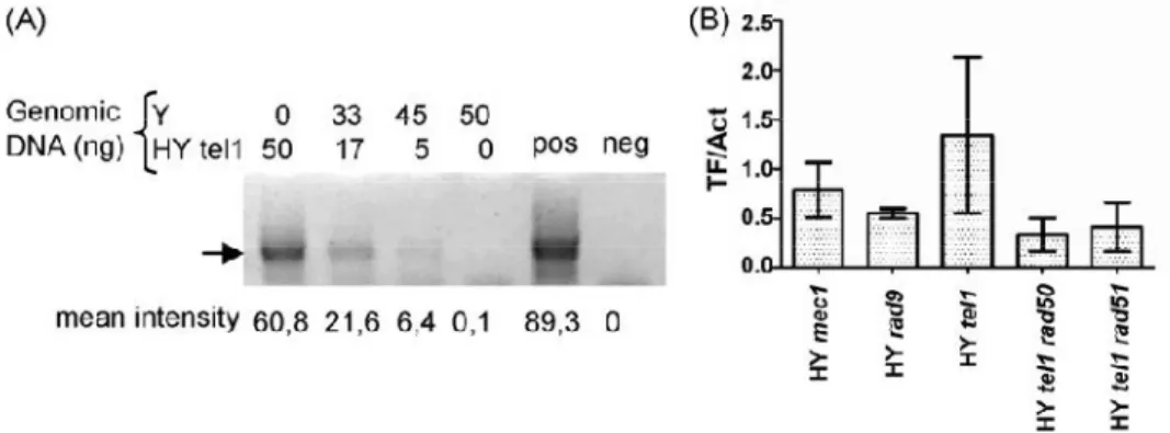 Fig. 3- Quantitative analysis of TFs. (A) PCR reactions performed by diluting HY tel1 DNA with genomic 