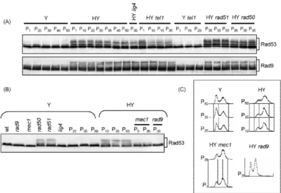 Fig.  5- DNA damage checkpoint activation in HY yeast cells. (A and B) Protein extracts prepared from 