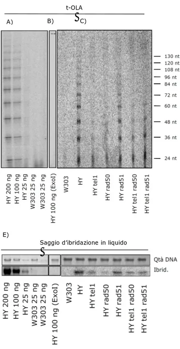 Fig.  9: Analisi della regione di  DNA telomerico a singolo filamento tramite t-OLA: A) prodotti 