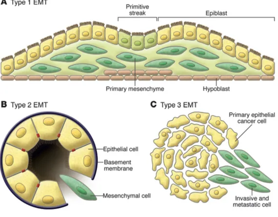 Fig. 6 Differenti tipi di EMT (A) EMT di Tipo 1 è associata con l'impianto e la gastrulazione embrionale e dà origine al mesoderma, all’endoderma e 