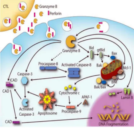 Fig. 11 Classico  meccanismo apoptotico indotto da GrB.  L’internalizzazione di GrB nel citoplasma è facilitata dalla presenza della perforina