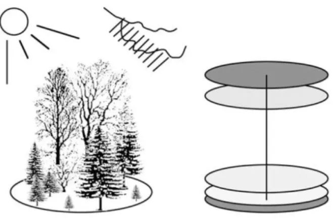 Figure 1.3: The concept of forest gap models (from Bugmann, 2001).