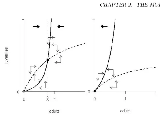 Figure 2.2: Schematic representation of adult (solid line) and juvenile (dashed line) zero growth isoclines
