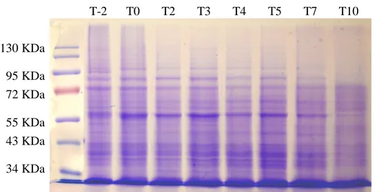 Figure  20.  SDS-PAGE  gel  of  protein  extracts  from  lily  outer  tepals.  20  µg  of 