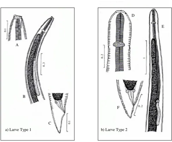Fig.  1.8.  Larve  di  Contracaecum  sp.;  a)  Larve  Type  1:  A  =  estremità  cefalica,  vista  laterale;  B  =  estremità anteriore; C = coda