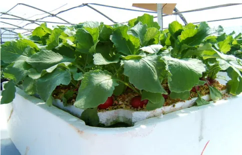 Foto 2. Radish plants grown in a floting system with 75% nutrient solution  concentration