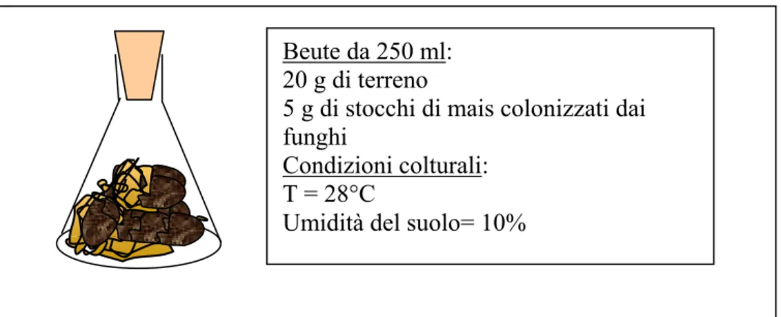 Figura 3.2 Schema comune delle diverse prove di biotrattamento del suolo contaminato  