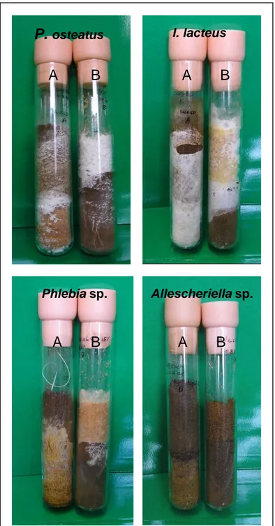 Figura 4.1 Colonizzazione del suolo modello da parte dei quattro ceppi fungini in due 