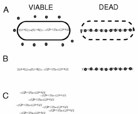 Figura 4.  R appresentazione schematica dell’EMA-PCR. 