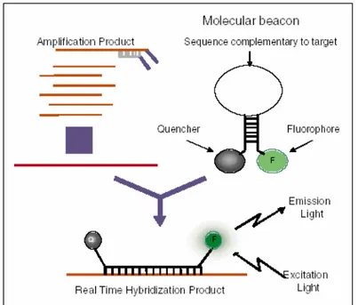 Figura 6.  Rappresentazione  schematica  del  rilevamento  in  tempo  reale  utilizzando molecular beacons