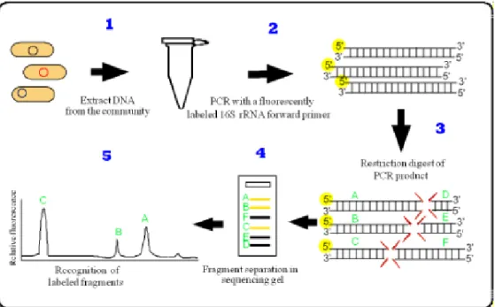Figura 8.  Descrizione  schematica  della  procedura  di  T-RFLP  applicata  all’analisi molecolare di una comunità microbica