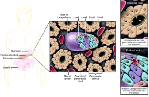 Figura 3 –Rappresentazione di una sezione trasversale di pancreas. 