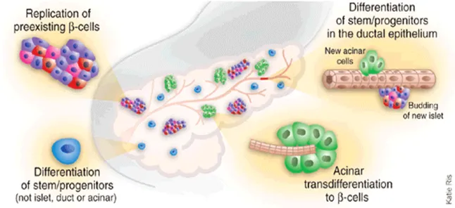 Figura  7-    Il  pancreas  come  fonte  di  nuove  cellule  beta  (Nature  biotehnology,  2005)