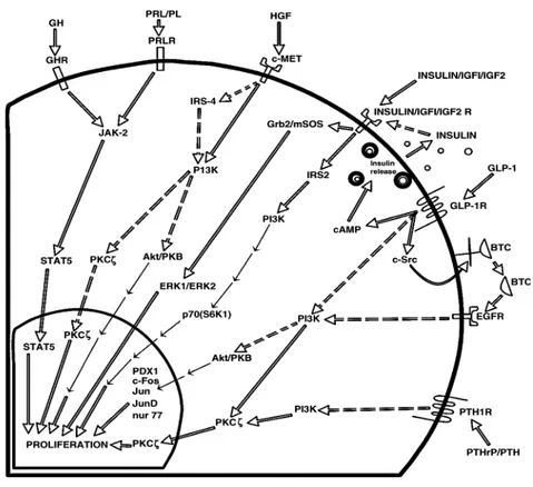 Figura  8-  Molecole  coinvolte  nei  meccanismi  di  trasduzione  del  segnale,  indotti  dall’interazione di differenti fattori di crescita con i propri recettori di membrana, durante la  proliferazione della cellula beta pancreatica (IJBCD, 2005)