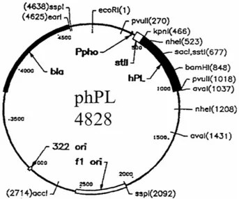 Figura 10 - Mappa del plasmide phPL 4828.  