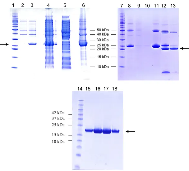 Figura 15 - SDS-PAGE al 12.5% di aliquote ottenute durante le fasi per la purificazione  della proteina ricombinante (hPL-A)