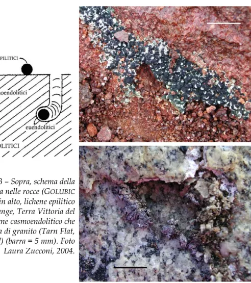 Figura 1.13 – Sopra, schema della  classificazione della vita nelle rocce (G OLUBIC 