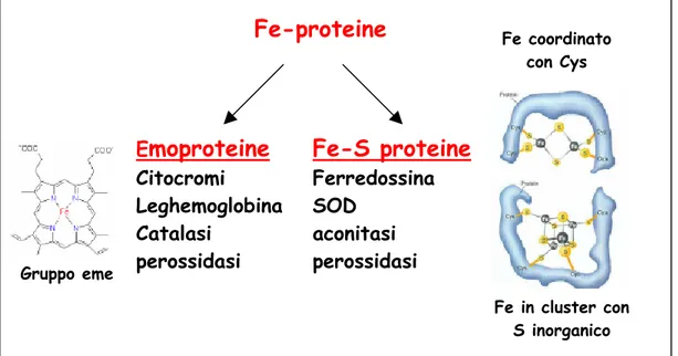 Fig.  1.1 : Le proteine contenenti ferro si dividono in emoproteine e Fe-S proteine: 