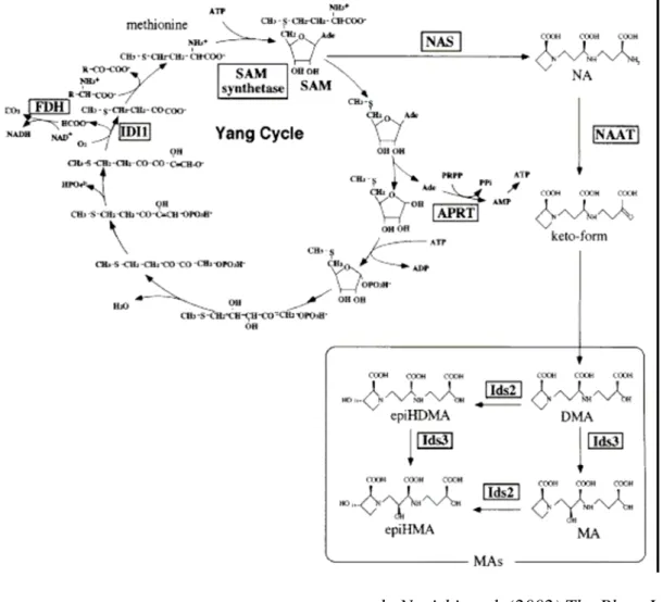 Fig. 1.7: I fitosiderofori della famiglia dell’MA vengono sintetizzati a partire da un 