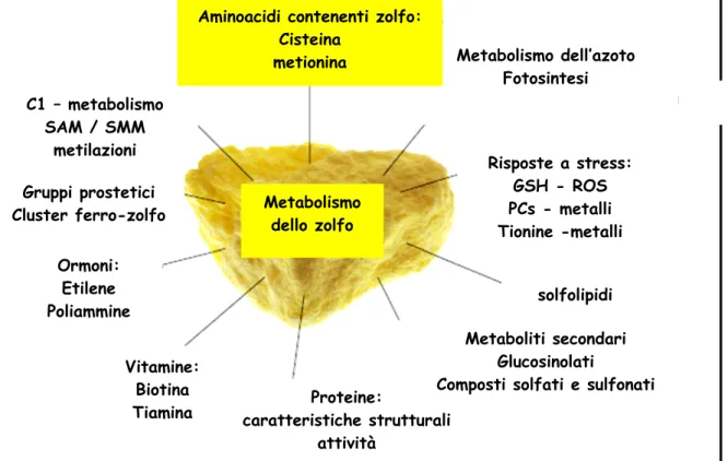 Fig. 1.8: Rappresentazione schematica del coinvolgimento dello zolfo nella 