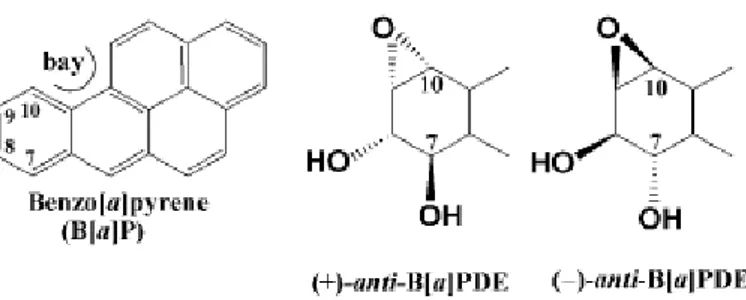 Fig. 11. Struttura del Benzo[a]Pirene e delle sue due forme metabolicamente   attive: (+)-anti-B[a]PDE e (-)-anti-B[a]PDE [Da: Geacintov et al., 2002] 