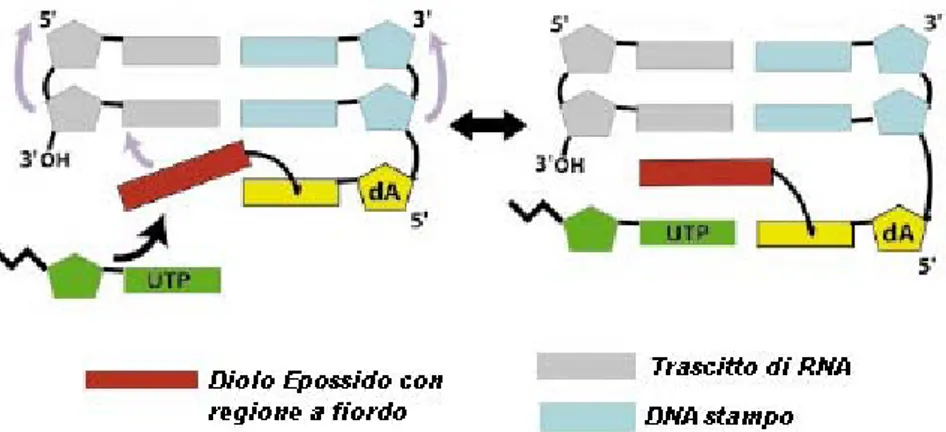 Fig. 13. Rappresentazione schematica di un addotto intercalato all’estremità 3’  di un’adenina modificata