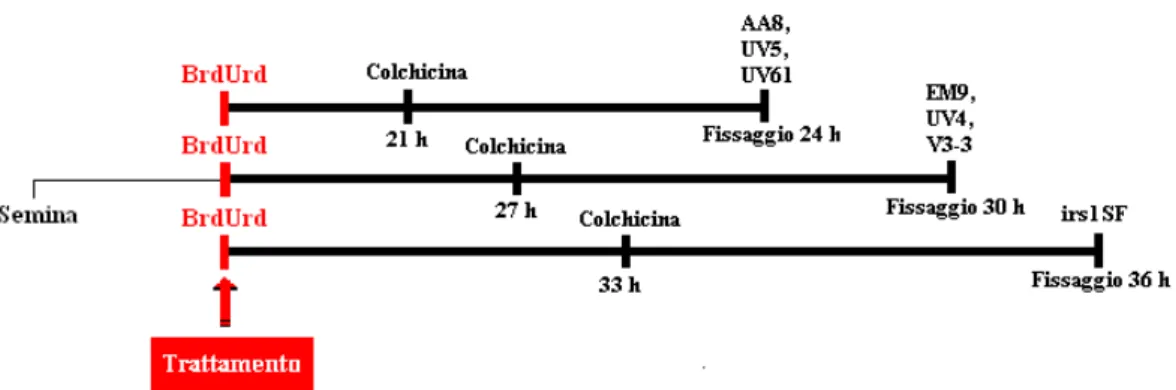 Fig. 19. Protocollo classico per l’analisi degli SCEs 