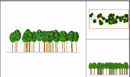 Figura 8.10 - Transect di struttura all'interno della parcella 2 della cerreta di 