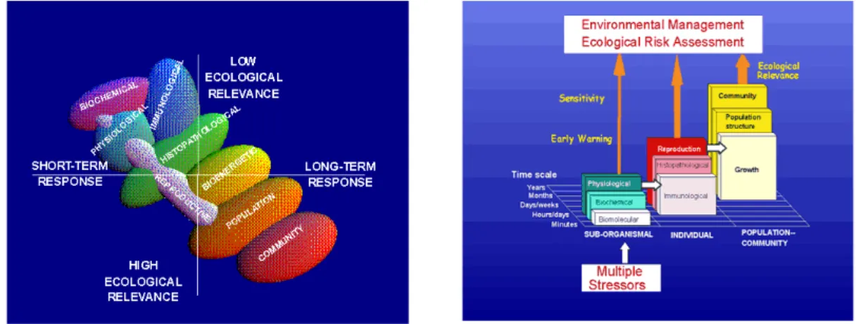 Fig. 1.2: schema delle interazioni tra indicatori biologici e la loro rilevanza rispetto al tempo