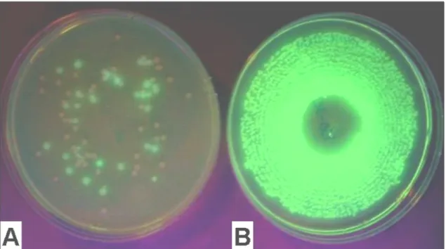 Figure 1.2. Fluorescent pseudomonad population in the recycled nutrient solution at time 