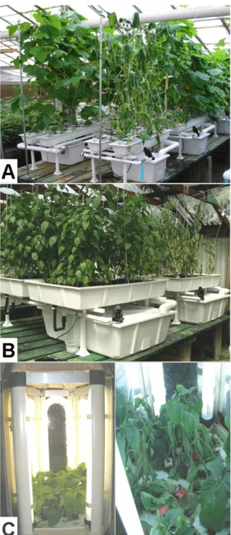 Figure 2.1. Drip-irrigated system: Mortality of cucumber plants after hypocotyl-