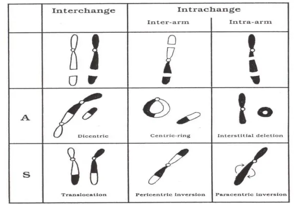Fig. 4: tipi di aberrazioni cromosomiche risultanti da due rotture in uno o due  cromosomi.l’interazione tra due cromosomi può avvenire simmetricamente (S)  o asimmetricamente (A) 