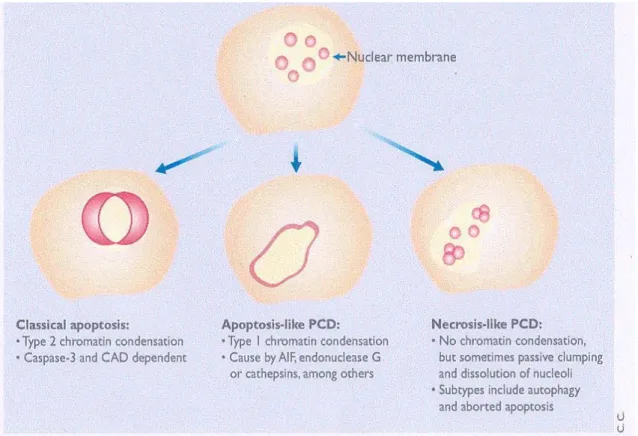 Fig 9: relazione tra i distinti tipi di PCD e la condensazione della cromatina. 