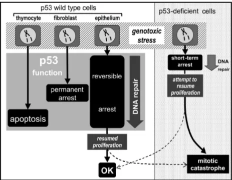 Fig. 10: la diversità della risposta allo stress genotossico mediata da p53 viene  uniformata dall’inibizione di p53 (Gudkov e Komarova, 2005)