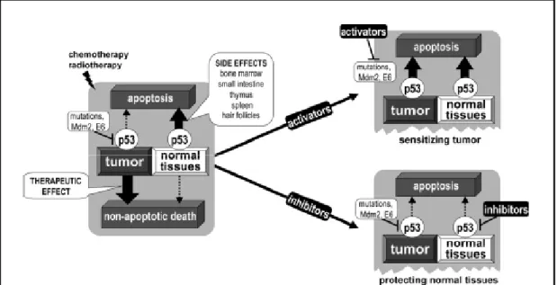 Fig. 11: principi per la modulazione farmacologica di p53 nella terapia dei  tumori (Gudkov e Komarova, 2005)