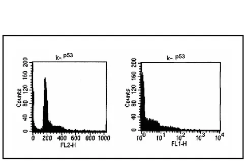 Figura 18: controllo negativo per l’espressione della proteina p53. 
