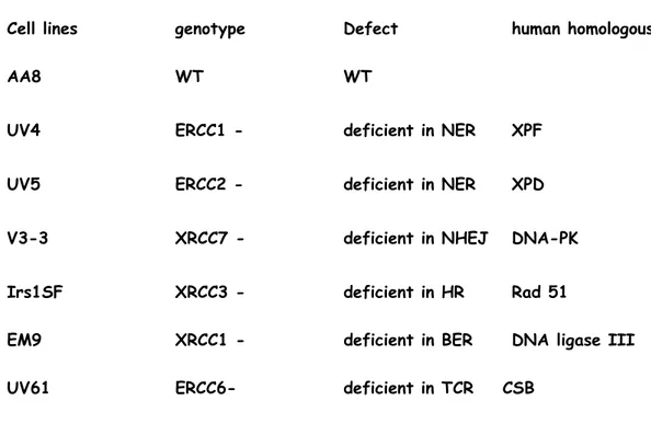 Tabella 1: Esempi di linee cellulari di hamster cinese difettive in vari sistemi  di riparazione 