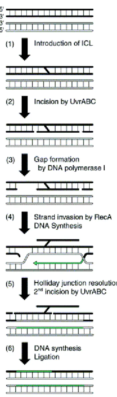 Fig. 9: Meccanismo di riparazione degli ICL in E.coli 