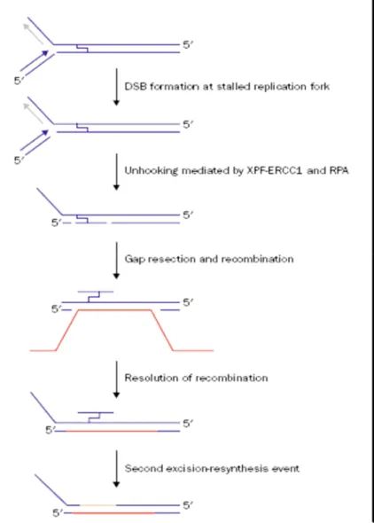 Fig. 11: Modello di riparazione degli ICLs nei mammiferi durante la fase S del  ciclo cellulare (Peter J McHugh et.2001) 