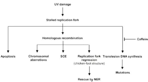 Fig. 6: Possibili vie di riparo coinvolte nella ripresa dell’arresto della forca replicativa come  conseguenza del danno indotto dai raggi ultravioletti e la loro possibile conseguenza  biologica 