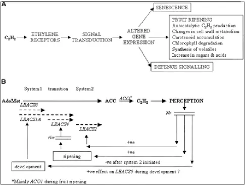 Fig. 2.2  (A)  Rappresentazione schematica del ruolo che l’etilene ha durante la maturazione del pomodoro; 