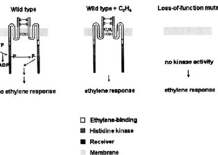 Fig. 2.3  Rappresentazione schematica del recettore dell’etilene. Benché l’attività del recettore sia indicata 