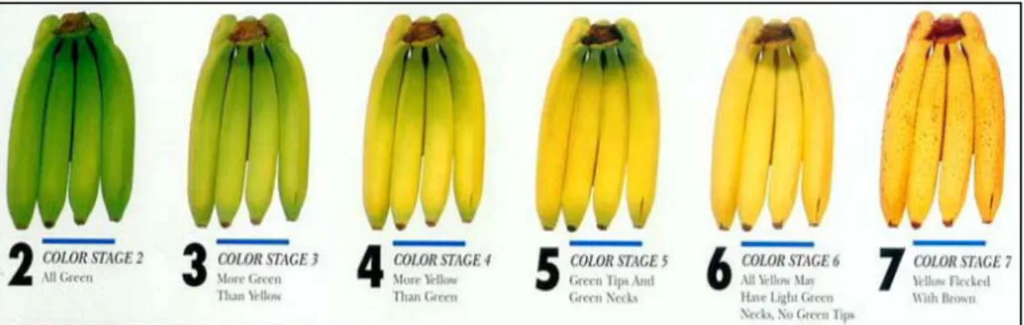 Fig. 2.6  Banana color chart. Sequenza dei cambiamenti di colore della buccia che avvengono durante il 