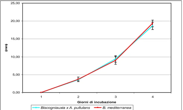 Figura 18. Accrescimento (mm) medio progressivo nel tempo delle colonie di Biscogniauxia mediterranea in  coltura duale con Aureobasidium pullulans ed in monocoltura