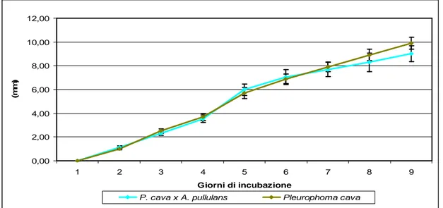 Figura  21. Accrescimento (mm) medio progressivo nel tempo delle colonie di Pleurophoma cava  in coltura   duale con Aureobasidium pullulans ed in monocoltura