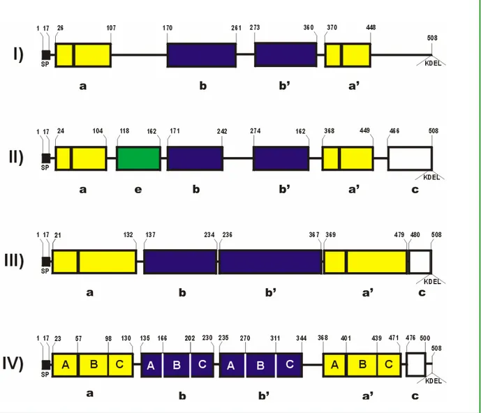 Fig. 1.2 - Modelli strutturali proposti per la PDI:  I)  Modello di Edman (1985)  II)  Modello di Freedman (1994)  III)  Modello di Darby (1995)  IV)  Modello di Ferrari (1998) 