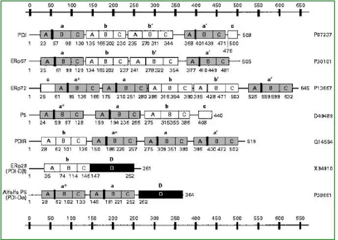 Fig. 1.4 - Strutture multidominio di alcune proteine PDI-like.  