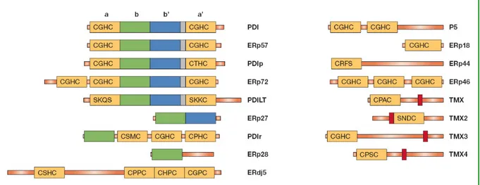 Fig. 1.5 - La famiglia delle PDI nell’uomo. I domini simili alla tioredossina attivi sono rappresentati da rettangoli  gialli, quelli inattivi di tipo b’ in blu, altri domini catalitici inattivi in verde
