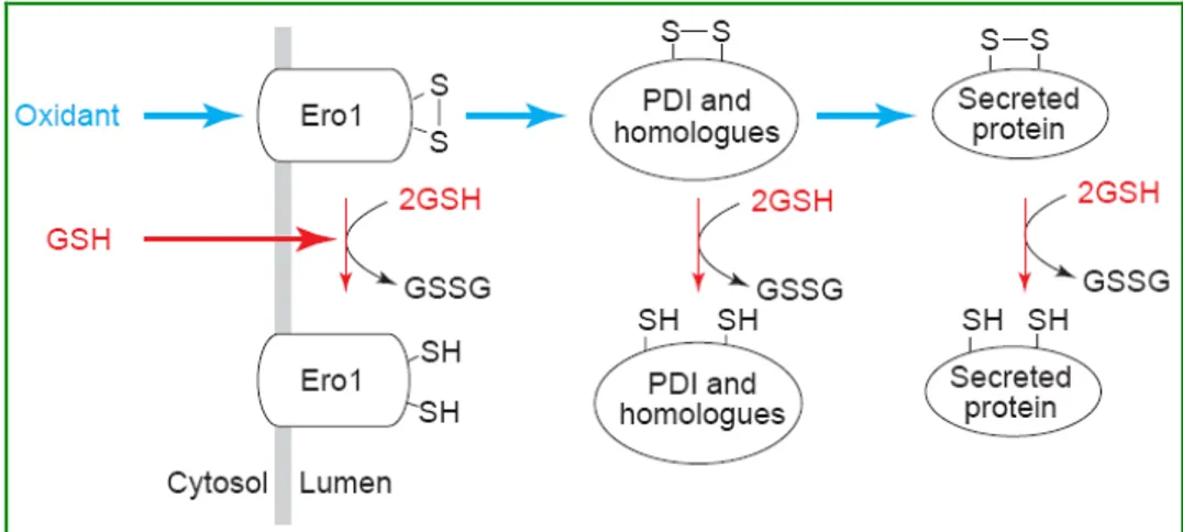 Fig.  1.7  –  Equilibrio  redox  nel  reticolo  endoplasmatico  (ER).  L’ossidazione  del  glutatione  compete  con  l’ossidazione delle proteine